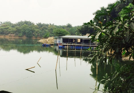 Buông lỏng quản lý đang tàn sát “lá phổi xanh” Thủ đô