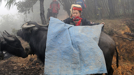 Chủ động sử dụng ngân sách chống rét cho gia súc