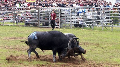 Không cho phép huyện Phúc Thọ tổ chức chọi trâu