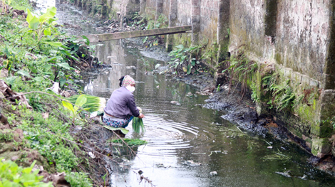 Vụ rửa rau ở nước thải đầy phân: Người dân làm ngơ, chính quyền bất lực?