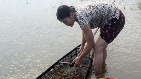 Đời hến bên sông Trà