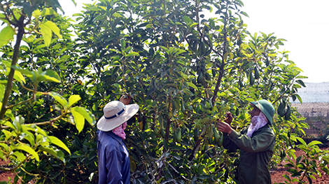 Kiếm tiền tỷ từ trồng bơ tứ quý