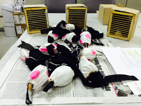 Xuất cảnh với lô chim thuộc danh mục động vật hoang dã 