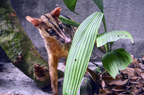 Cá thể Cầy vằn đầu tiên được cứu hộ sau 14 năm