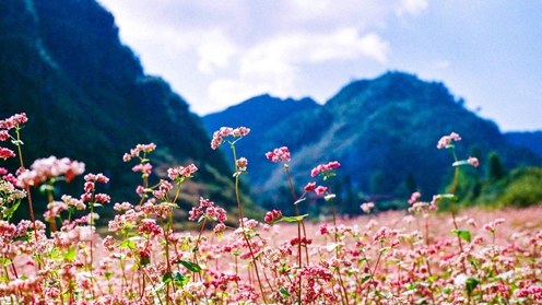 Cao nguyên đá - mùa hoa tam giác mạch khoe sắc