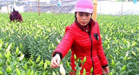 Người trồng nức nở vì hoa ly lỡ hẹn Tết Nguyên đán