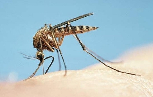 Cảnh giác khi bệnh sốt vàng đang gia tăng 