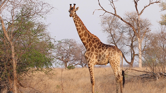 Châu Phi trên sa mạc và trong rừng thẳm