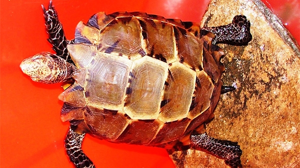 Bác tin đồn ‘rùa thiêng bò vào đình làng’