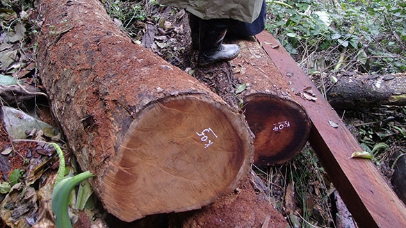 Khởi tố đối tượng chặt 4 cây gỗ từ  2 năm trước