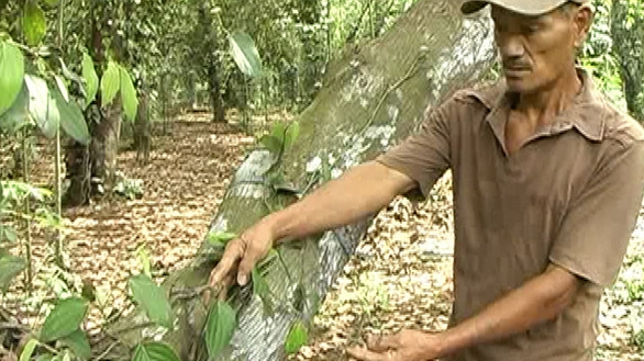 Hàng trăm gốc tiêu bị cắt trộm tại Đồng Nai