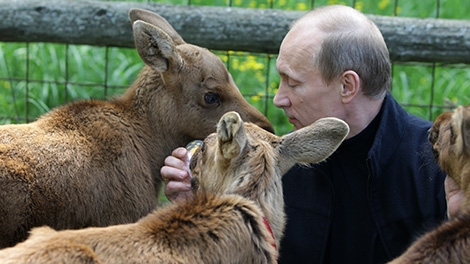 Tổng thống V. Putin, người cứu hộ động vật hoang dã nổi tiếng