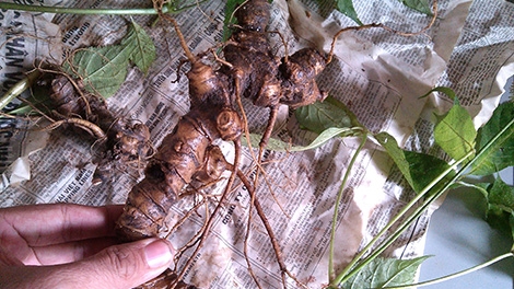 Theo dấu sâm Ngọc Linh: Chuyện kể từ “thị trấn vàng”