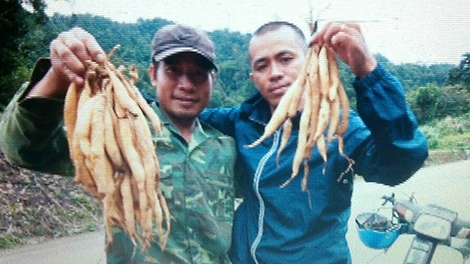 Theo dấu sâm Ngọc Linh: Chuyện kể trước cửa rừng cấm