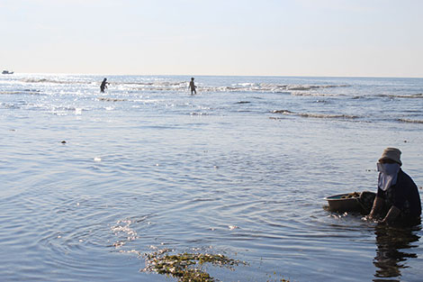 Những bóng hồng bám biển 