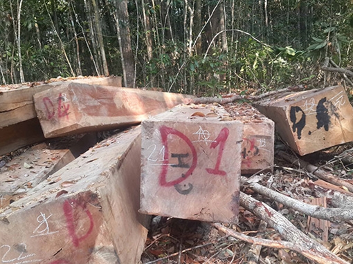 Khởi tố vụ phá rừng quy mô lớn ở Gia Lai