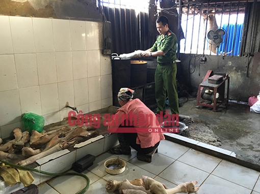 Phát hiện cơ sở chế biến hàng tấn guốc, chân, mõm bò bẩn ở Hà Nội 