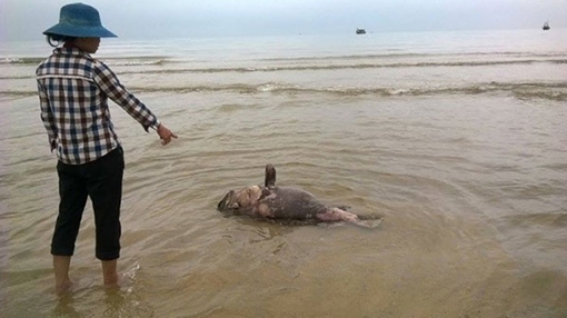 Nhà khoa học phản bác kết luận của Bộ Tài nguyên – Môi trường 