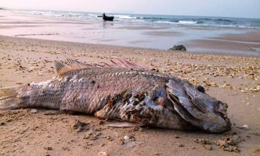 Phát động chiến dịch chia sẻ khó khăn cùng ngư dân miền Trung