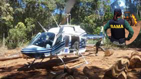 Rừng mưa Amazon hoang dã đang chết dần