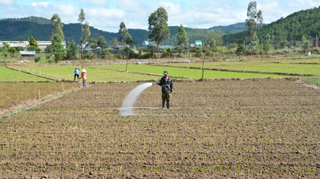 Nhiều rủi ro trong mùa hoa Tết Đà Lạt 