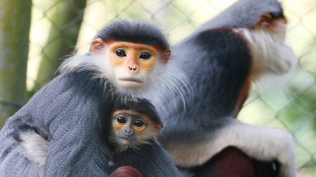 Phát hiện đàn Voọc quý hiếm tại khu vực núi đá vôi Quảng Bình