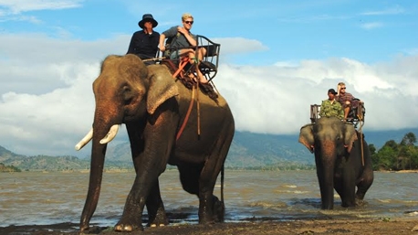 Thêm một cá thể voi nhà bị chết bất thường