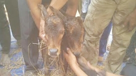 Bê mới sinh có 2 đầu