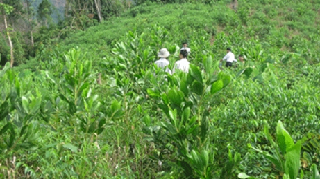 Trồng hơn 2.300 cây keo tặng gia đình chính sách