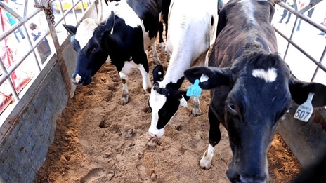 400 bò sữa cao sản Úc được nhập về Việt Nam bằng đường hàng không