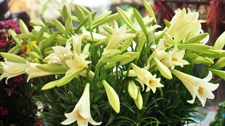 Mùi của tháng tư