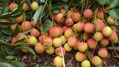 Xuất khẩu rau quả:  Vẫn chưa tìm được thị trường ổn định