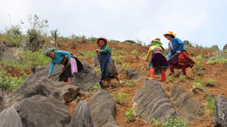 'Mầm xanh' trên vùng biển đá