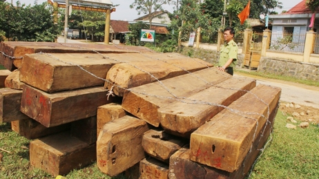 Khi bảo vệ rừng tiếp tay cho lâm tặc