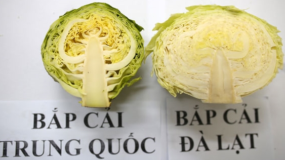 Ẩn họa từ rau, củ, quả Trung Quốc đội lốt rau Đà Lạt