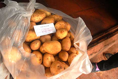 “Dán tem” khoai tây Trung Quốc, khoai tây Đà Lạt