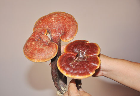 Thật, giả nấm lim xanh chữa bệnh hiểm nghèo