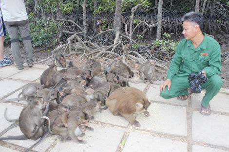 Những người "bạn" của khỉ