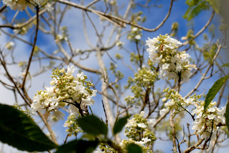 Chiêm ngưỡng cây phượng trắng duy nhất Việt Nam