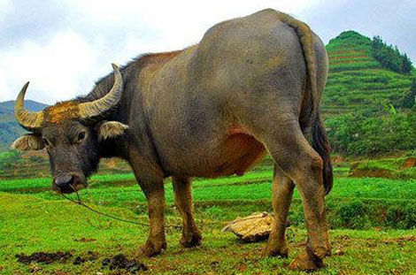 Đi cày bị trâu húc tử vong