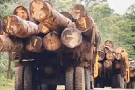 Campuchia: Cho phép diệt lâm tặc bằng tên lửa