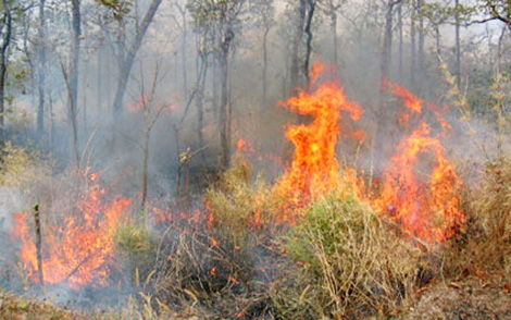 Cháy rừng Mù Cang Chải