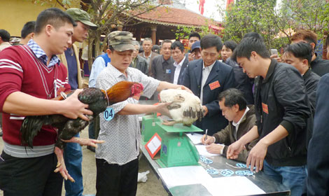 Gà Hồ vào hội thi