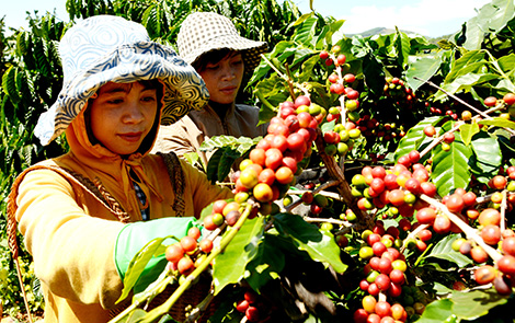 Bí mật về loại cà phê chất lượng hàng đầu thế giới tại Việt Nam