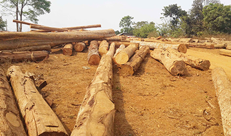 Phát hiện vụ khai thác gỗ trái phép với quy mô lớn ở Đắk Nông