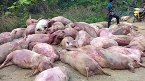 Lợn chết bệnh vứt trên đường, dân mang về định thịt