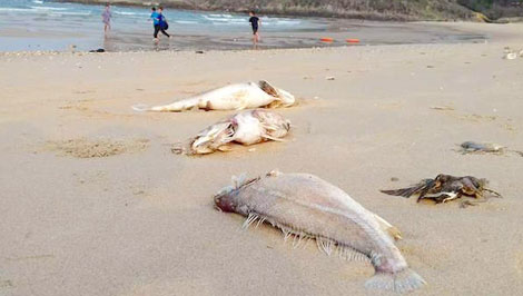 Tự nhiên rất cần được đền đáp