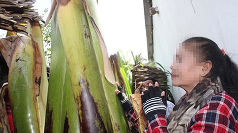 “Cây chuối báo mộng” chỉ là tin đồn