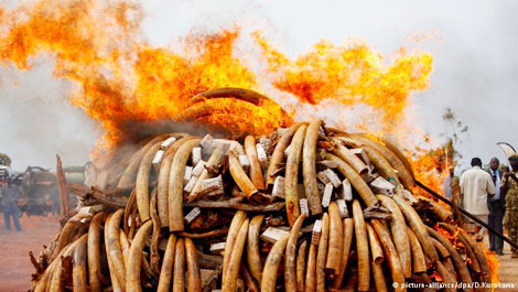 Tranh cãi về việc tiêu hủy hơn 100 tấn ngà voi buôn bán trái phép