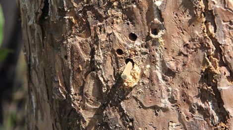 Rừng thông chết cháy vì bị “đầu độc” bằng hóa chất